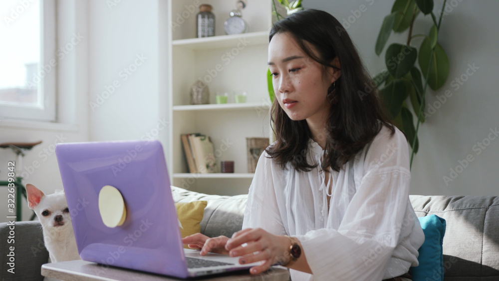 Concentrated serious young Chinese woman looking directly at display of laptop. Wagging whitetail in background. Indoors. Pet. Domestic animal. Concentrated serious young Chinese woman looking directly at display of laptop. Wagging whitetail in background. Indoors. Pet. Domestic animal.