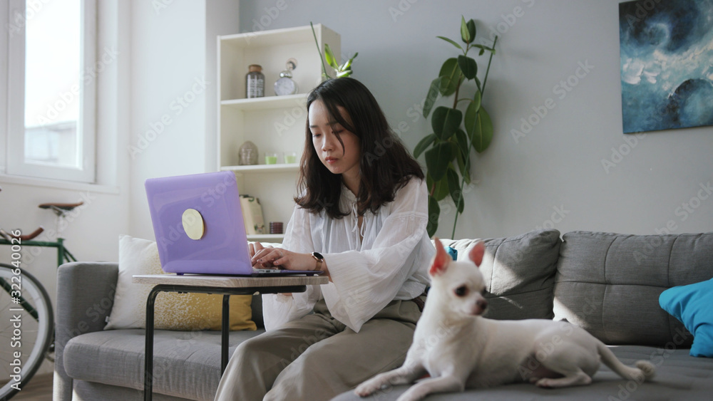 Nice young woman wearing elegant blouse working on laptop. Shot of fascinating little watchdog. Concentrated white Chihuahua looking away. Inside. Apartment. Daytime Nice young woman wearing elegant blouse working on laptop. Shot of fascinating little watchdog. Concentrated white Chihuahua looking away. Inside. Apartment. Daytime