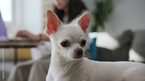 Close-up footage of tiny pups. White sweet Chihuahua. Compact dog. Indoors. Apartment. Amazing pet. Blurred view of woman in background © Fractal Pictures