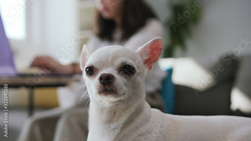 Shooting of calm pretty Chihuahua looking around. Footage of white dog. Girl working on laptop in background. Indoors. Flat. Apartment