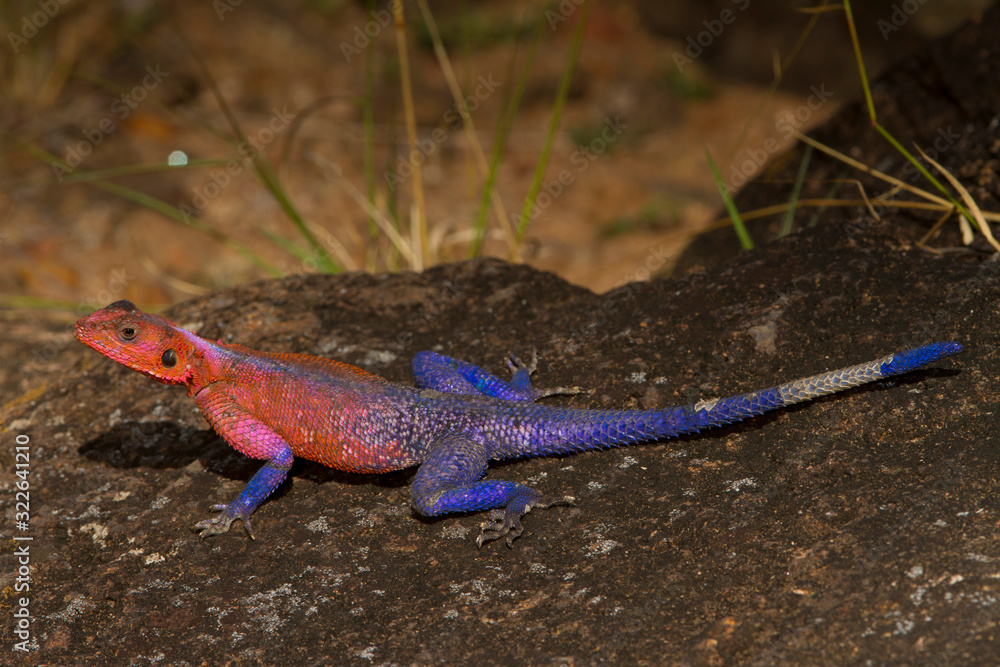Red headed agama lizard, red and blue lizard 