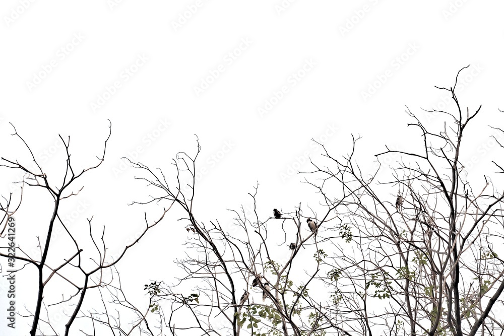 Fototapeta premium Blurred a row of dead tree branches with a group tropical birds sitting on the top ,white isolated background
