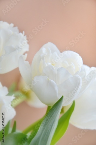 White tulips on a cream background