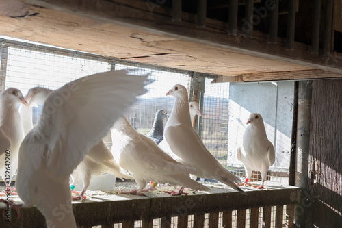 Lots of white pigeons in wooden dovecot.