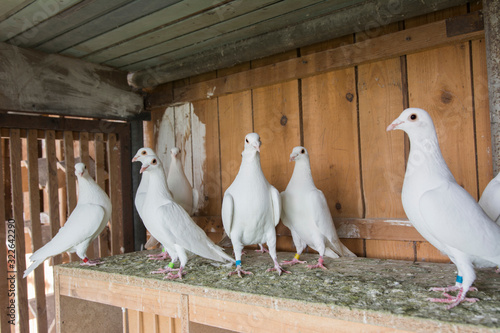 Tableau sur toile Lots of white pigeons in wooden dovecot.