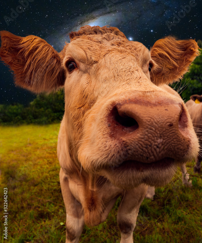 cow in a field