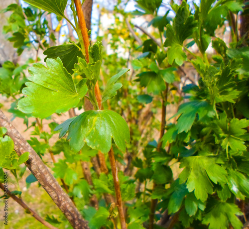spring currant branch leaves blooming. spring currant leaves on a bush