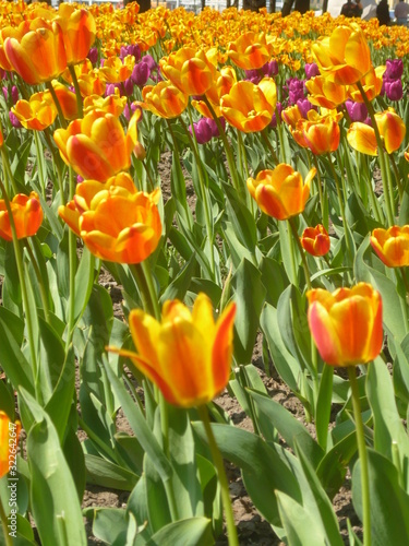 colorful tulips in the garden
