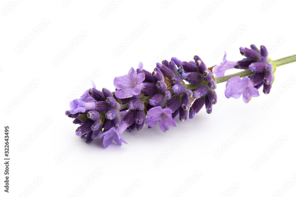 Lavender flowers on a white background. Lavender flowers on a white background.