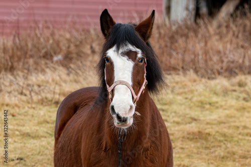 A brown horse with a black mane, white face and long whiskers.The horse has a thick middle section. There's a field and plants in the background and a red barn. The horse has a pink bridle on its face