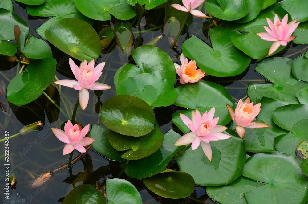 Closeup blooming water lilies or lotus flower(s), with reflecting on the water. Beautiful water plant with reflection in a pond. Closeup blooming water lilies or lotus flower(s), with reflecting on the water. Beautiful water plant with reflection in a pond.