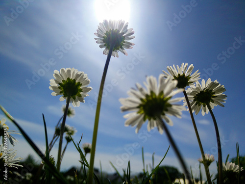 Titel: Dandalian flowers in the summer with blue skies