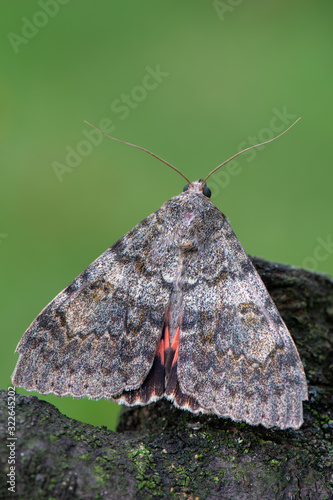 French red underwing - Catocala elocata photo