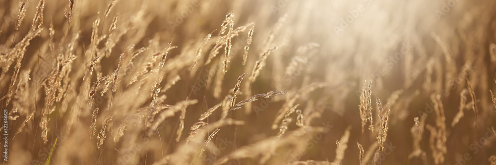 field of grass during sunset field of grass during sunset