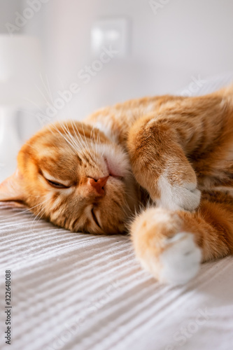 Fototapeta Naklejka Na Ścianę i Meble -  Cute ginger tabby cat laying down