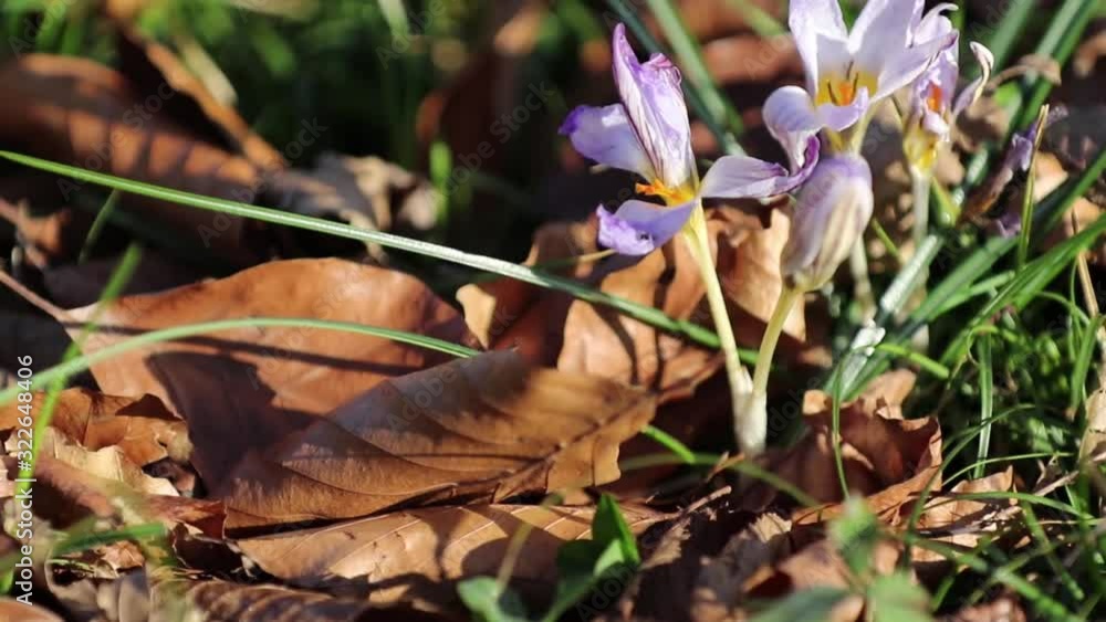Snow melting and crocus flower blooming Snow melting and crocus flower blooming