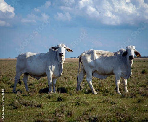 cattle in Argentine ranch