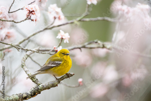 Bright yellow Pine Warbler perched in a flowering tree in spring in sotf overcast light. photo