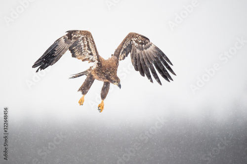 A juvenile Bald Eagle flies over an open field in the falling snow on a cold winter day.