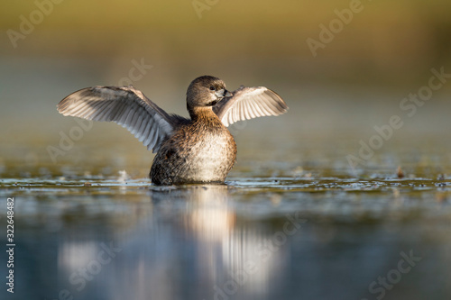 A Pied-billed Grebe flaps its wings to dry off after a preening session in the early morning sunlight. photo