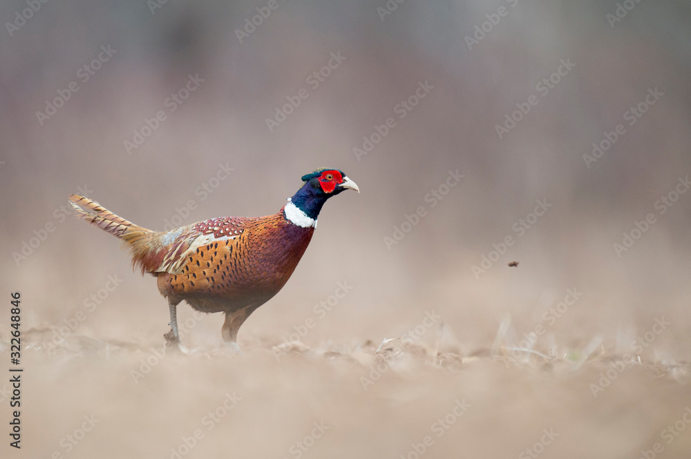 Naklejka premium A Ring-necked Pheasant walks in an open field in soft overcast light on a winter day.