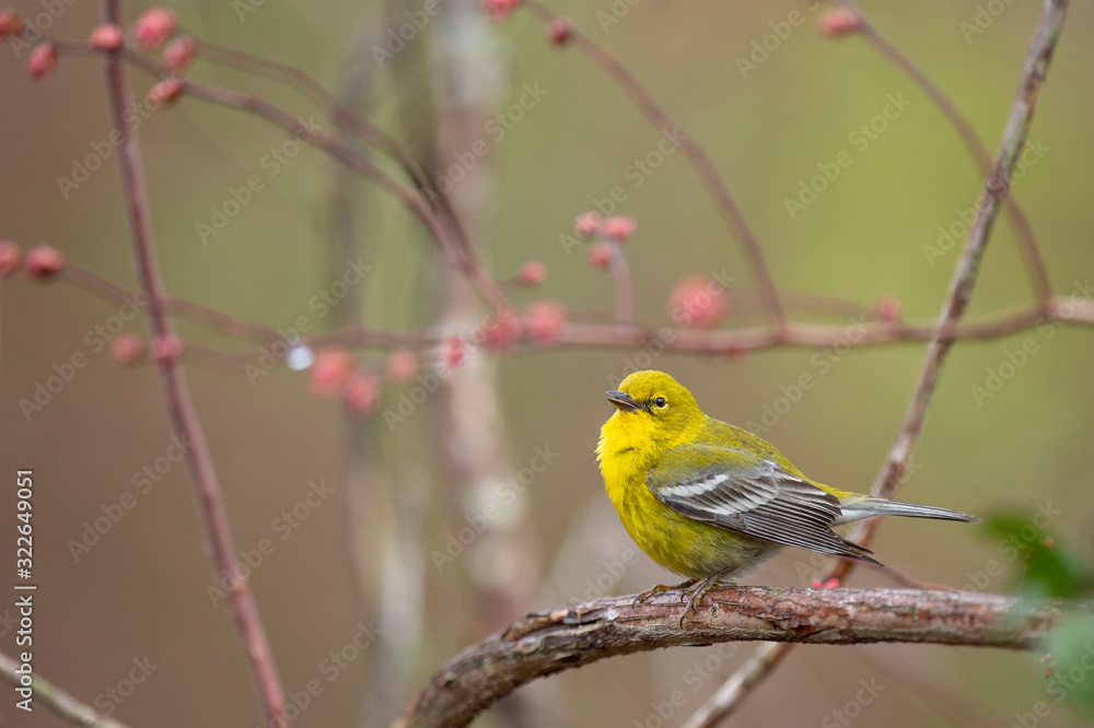 A bright yellow Pine Warbler perched in a branch with a smooth background in soft overcast light. A bright yellow Pine Warbler perched in a branch with a smooth background in soft overcast light.