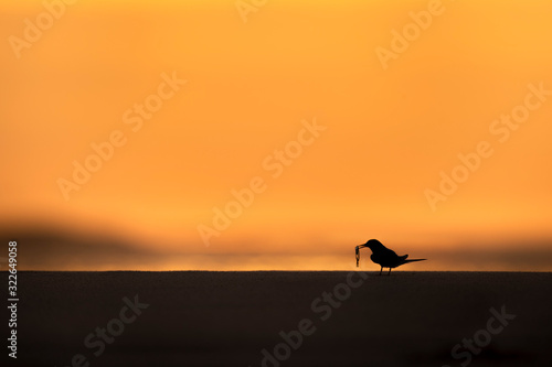 A Least Tern silhoueted against the dawn sky as it holds a translucent fish in its beak on a sandy beach.