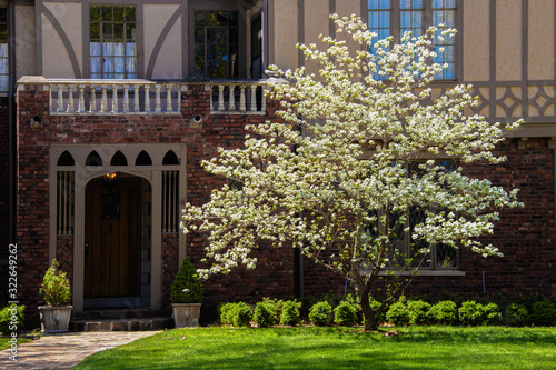 Beautiful dogwood tree in full bloom in sunshine in front of entrance to Tudor style home in shade behind photo