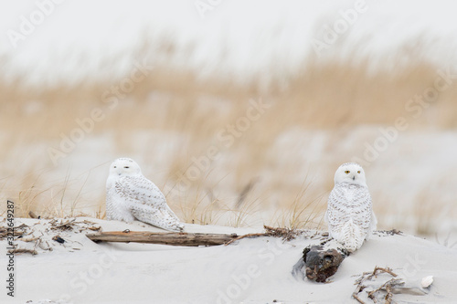 A pair of Snowy Owls perched on a sand dune with brown dune grass in the background in soft overcast light. photo