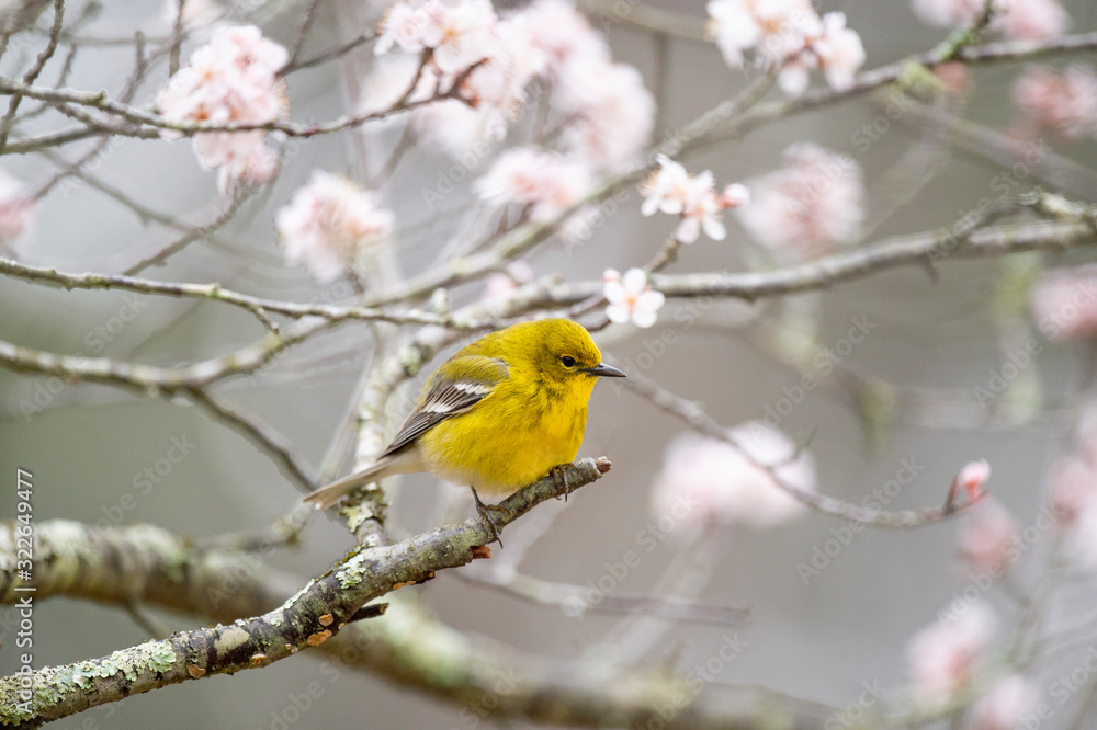 Bright yellow Pine Warbler perched in a flowering tree in spring in sotf overcast light. Bright yellow Pine Warbler perched in a flowering tree in spring in sotf overcast light.