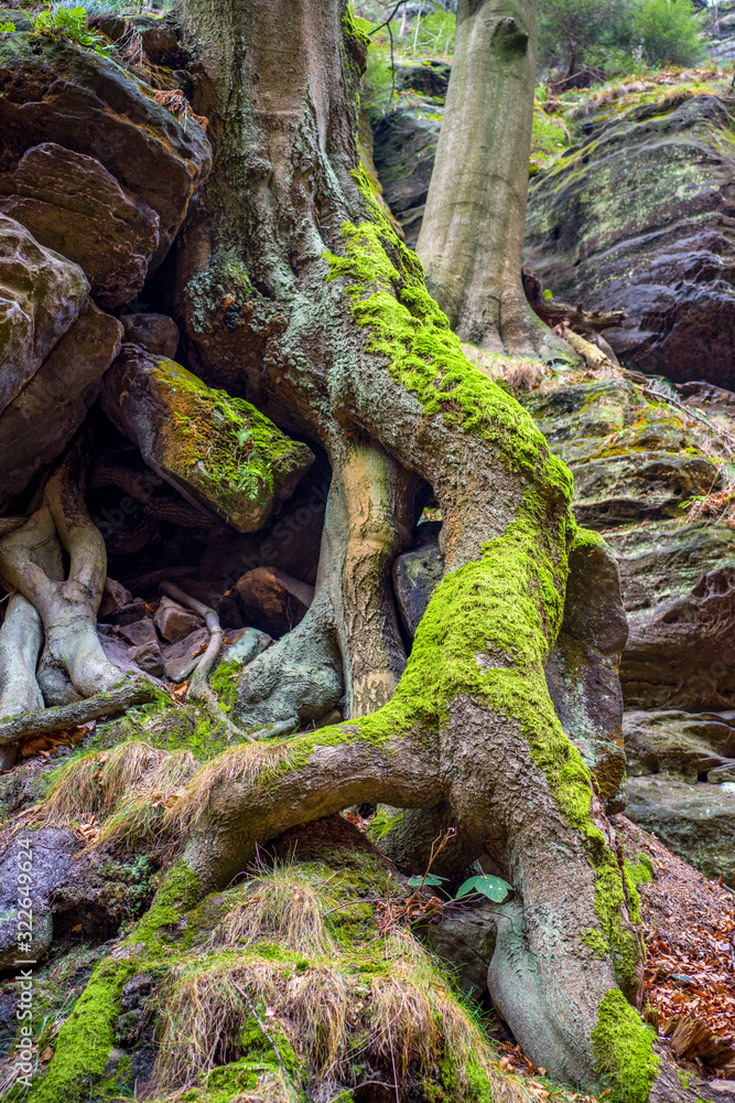 Elbsandsteingebirge - Sächsische Schweiz - Waldlandschaft mit Felsen Elbsandsteingebirge - Sächsische Schweiz - Waldlandschaft mit Felsen