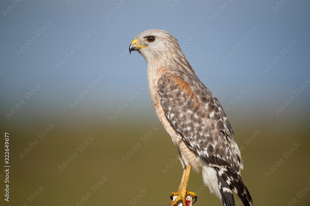 A close portrait of a Red-shouldered Hawk with a smooth background in bright sunlight with its piercing eyes. A close portrait of a Red-shouldered Hawk with a smooth background in bright sunlight with its piercing eyes.