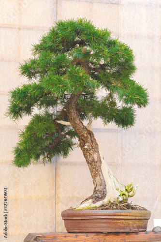 Green bonsai tree in a ceramic pot