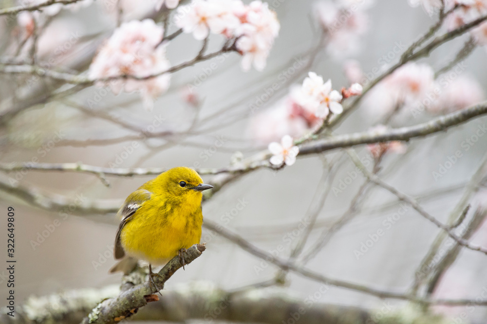 Bright yellow Pine Warbler perched in a flowering tree in spring in sotf overcast light. Bright yellow Pine Warbler perched in a flowering tree in spring in sotf overcast light.