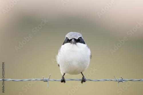 A close-up Loggerhead Shrike perched on barbed wire in front of a smooth out of focus green background.