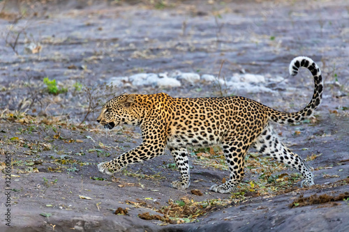 one of most beautiful cat, south african leopard walking on bank of Chobe river, Panthera pardus, Chobe National Park, Botswana, Africa wildlife photo