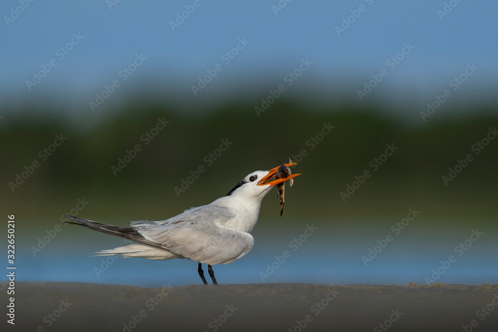 Obraz premium A Royal Tern standing on sand with a Sea Robin Fish in its beak with a smooth green and blue background.