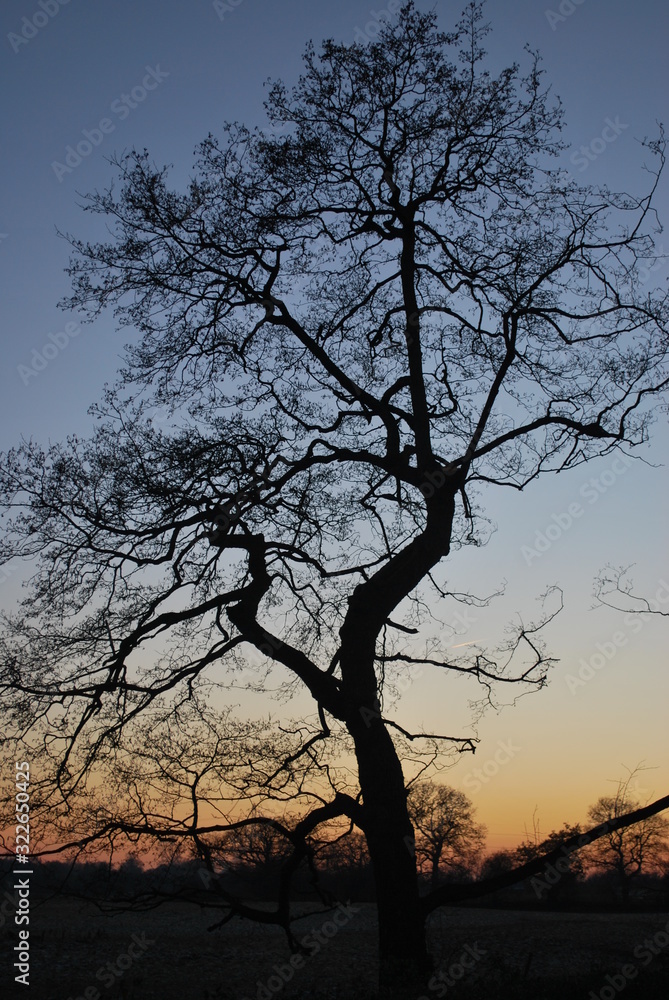 tree at sunset tree at sunset