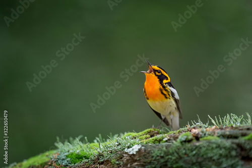 A bright orange and black Blackburnian Warbler sings out perched on a mossy log with a smooth green background.
