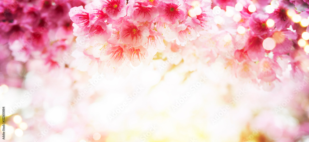Obraz Wiosenne tło z kwiatem wiśni