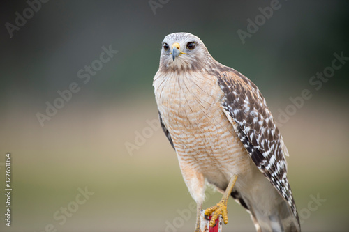 A close portrait of a Red-shouldered Hawk with a smooth background in soft light with its piercing eyes.
