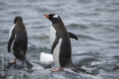 Two Gentoo Penguins  Pygoscelis Papua in love in Antarctica