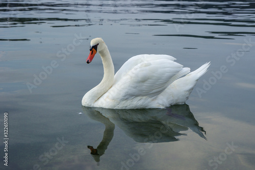 Fototapeta Naklejka Na Ścianę i Meble -  Close-up of a graceful wild white swan in a lake and reflection.