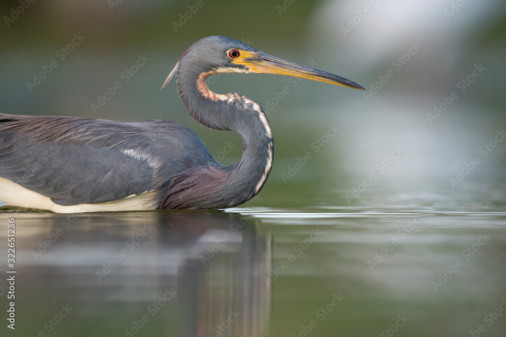 A Tricolored Heron stalks prey in the shallow water in soft overcast light with a smooth green background. A Tricolored Heron stalks prey in the shallow water in soft overcast light with a smooth green background.