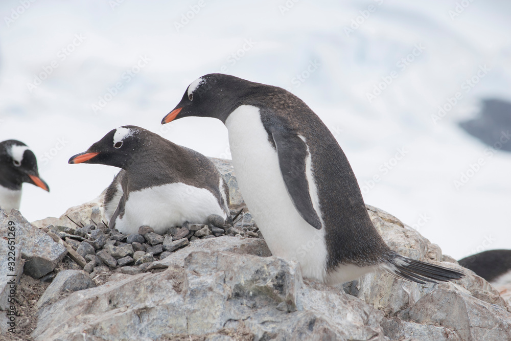 Fototapeta premium Two Gentoo Penguins, Pygoscelis Papua in love in Antarctica
