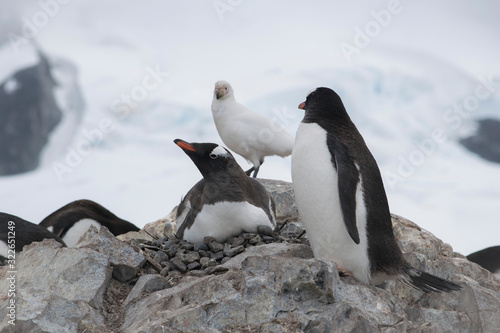 Antarctica  group of Adelie Penguins. Nature and landscapes of Antarctic