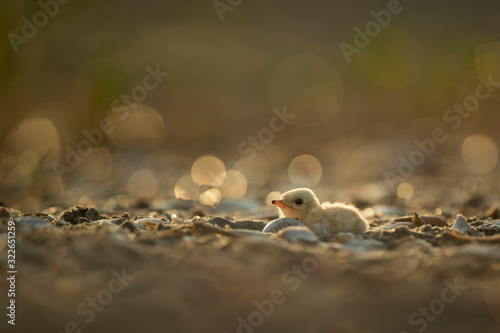 A tiny and cute Least Tern chick snuggled in next to another unhatched egg in the nest on the beach glowing in the morning sunlight. © rayhennessy
