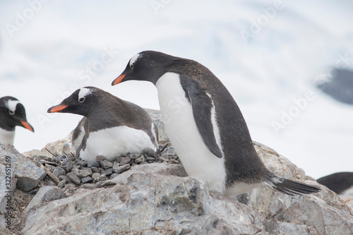 Two Gentoo Penguins, Pygoscelis Papua in love in Antarctica © Iurii Sokolov