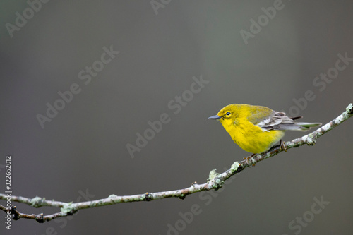 A bright yellow Pine Warbler perched on a branch with green lichens growing on it with a smooth background.