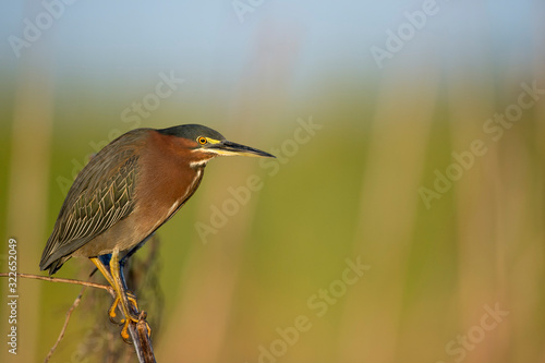 A Green Heron perched on a branch with a smooth green background in the bright morning sunlight.